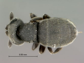 Echthrodesis_lamorali_female_habitus_dorsal