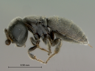 Echthrodesis_lamorali_female_habitus_lateral