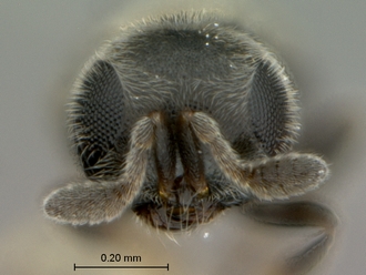 Echthrodesis_lamorali_female_head_frontal