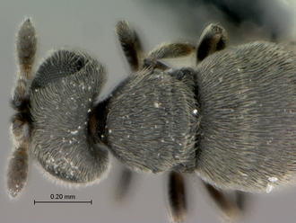 Echthrodesis_lamorali_female_head_mesosoma_dorsal