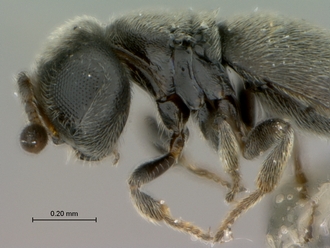 Echthrodesis_lamorali_female_head_mesosoma_lateral