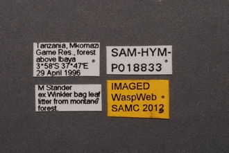 Embidobia_SAM-HYM-P018833_Labels