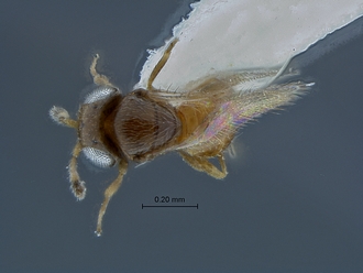 Embidobia_SAM-HYM-P018833_habitus_dorsal