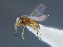 Embidobia_SAM-HYM-P018833_habitus_lateral