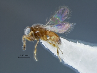 Embidobia_SAM-HYM-P018833_habitus_lateral