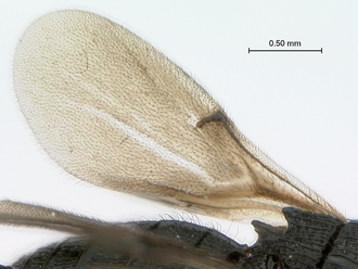 Heptascelio_albipes_male_P022499_forewing