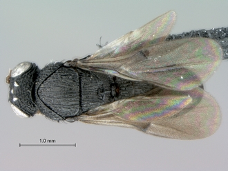 Heptascelio_albipes_male_P022499_habitus_dorsal