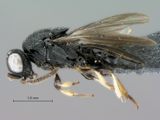 Heptascelio_albipes_male_P022499_habitus_lateral