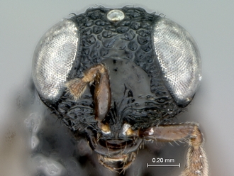 Heptascelio_albipes_male_P022499_head_frontal