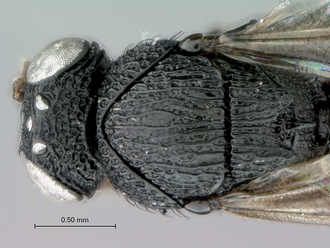 Heptascelio_albipes_male_P022499_head_mesosoma_dorsal