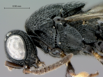 Heptascelio_albipes_male_P022499_head_mesosoma_lateral