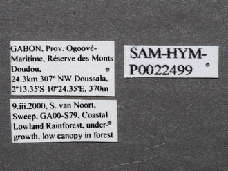 Heptascelio_albipes_male_P022499_labels