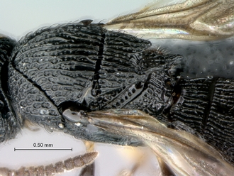 Heptascelio_albipes_male_P022499_mesosoma_dorsolateral