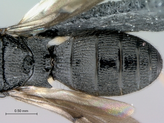 Heptascelio_albipes_male_P022499_metasoma_dorsal