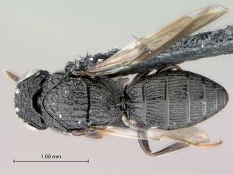 Heptascelio_strigatus_P025040_male_habitus_dorsal