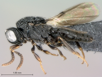 Heptascelio_strigatus_P025040_male_habitus_lateral