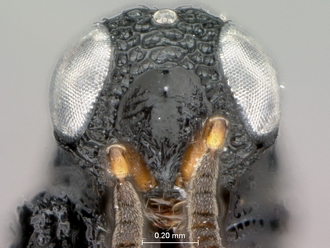 Heptascelio_strigatus_P025040_male_head_frontal
