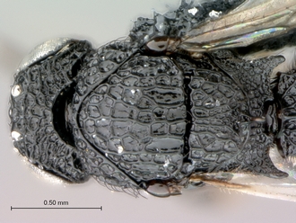 Heptascelio_strigatus_P025040_male_head_mesosoma_dorsal