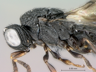 Heptascelio_strigatus_P025040_male_head_mesosoma_lateral
