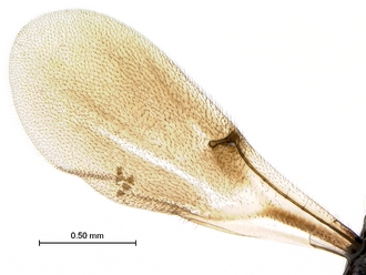 Heptascelio_strigatus_P025040_male_wing