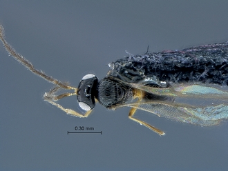 Idris_SAM-HYM-P0034430_habitus_dorsal