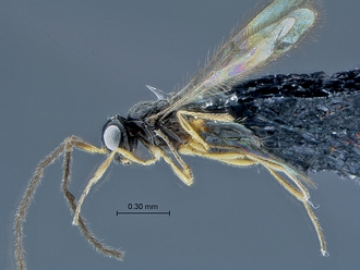 Idris_SAM-HYM-P0034430_habitus_lateral