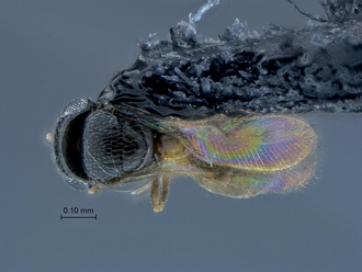 Idris_SAM-HYM-P0040749_habitus_dorsal