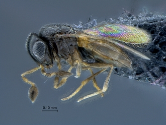 Idris_SAM-HYM-P0040749_habitus_lateral