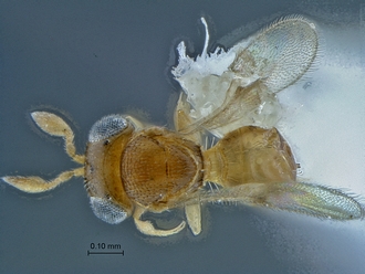 Idris_SAM-HYM-P016097_habitus_dorsal
