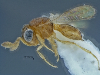 Idris_SAM-HYM-P016097_habitus_lateral