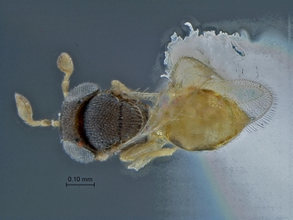 Idris_SAM-HYM-P018348_habitus_dorsal