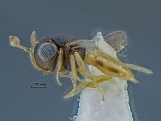 Idris_SAM-HYM-P018348_habitus_lateral