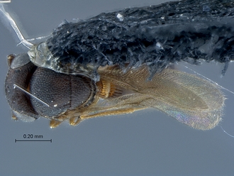 Idris_SAM-HYM-P027226_habitus_dorsal