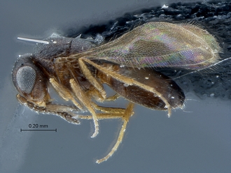 Idris_SAM-HYM-P027226_habitus_lateral