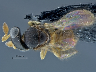 Idris_SAM-HYM-P027235_habitus_dorsal(Dark)