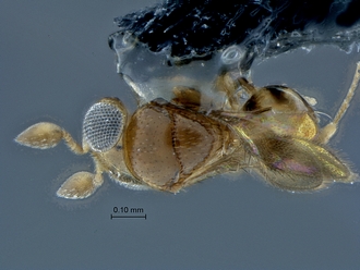 Idris_SAM-HYM-P027235_habitus_dorsal