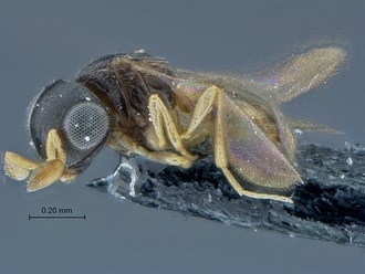 Idris_SAM-HYM-P027235_habitus_lateral(Dark)