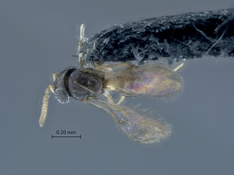 Idris_SAM-HYM-P027382_habitus_dorsal