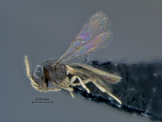 Idris_SAM-HYM-P027382_habitus_lateral