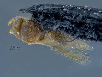 Idris_SAM-HYM-P027452_habitus_dorsal