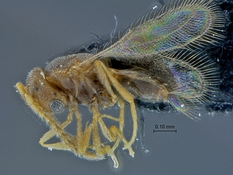 Idris_SAM-HYM-P027452_habitus_lateral