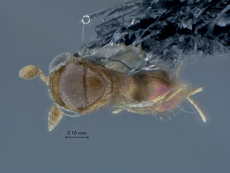 Idris_SAM-HYM-P027550_habitus_dorsal