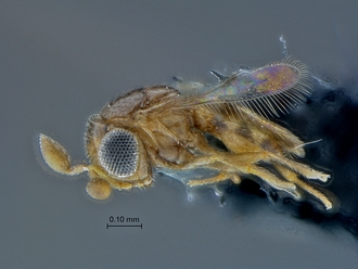 Idris_SAM-HYM-P027550_habitus_lateral