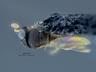 Idris_SAM-HYM-P027586_habitus_dorsal