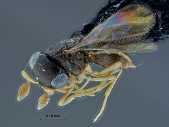 Idris_SAM-HYM-P027586_habitus_lateral
