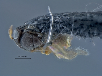Idris_SAM-HYM-P027717_habitus_dorsal