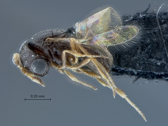 Idris_SAM-HYM-P027717_habitus_lateral