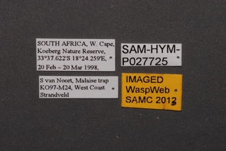 Idris_SAM-HYM-P027725_(light)_Labels