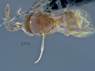 Idris_SAM-HYM-P027725_habitus_dorsal(light)