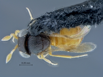 Idris_SAM-HYM-P027725_habitus_dorsal